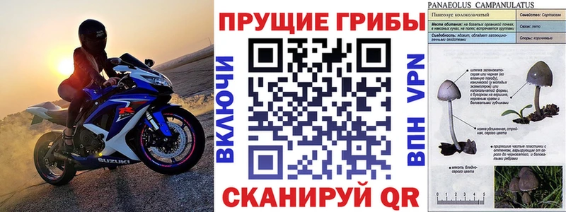 Псилоцибиновые грибы Psilocybine cubensis  что такое наркотик  Урус-Мартан 